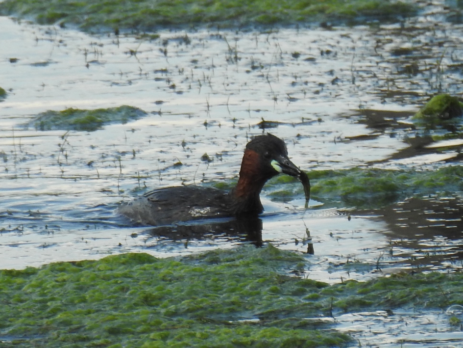 Dodaars heeft visje voor haar jongen. - Vogels - Dodaars