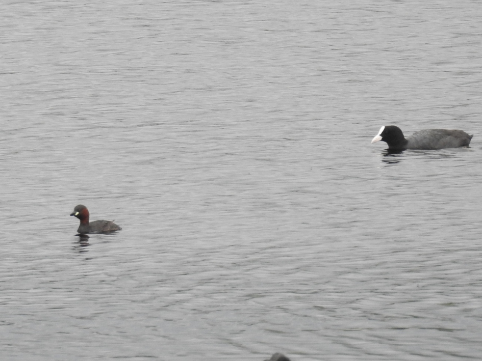 Dodaarsje en meerkoet - Vogels - Dodaarsje en meerkoet