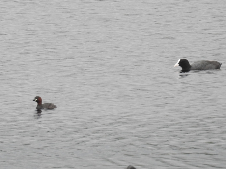 Dodaarsje en meerkoet
