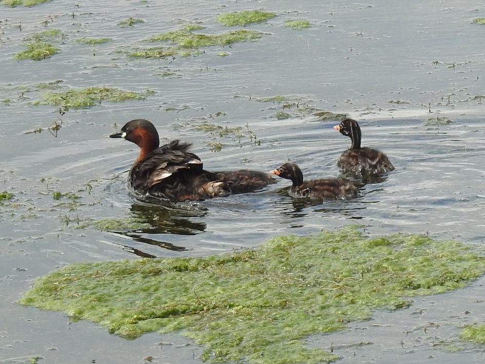 Dodaarsje met kuikens2 - Vogels - Dodaars