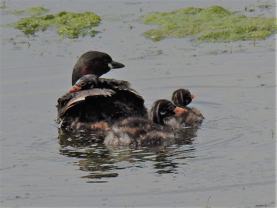 Dodaarsje met kuikens3 - Vogels - Dodaars
