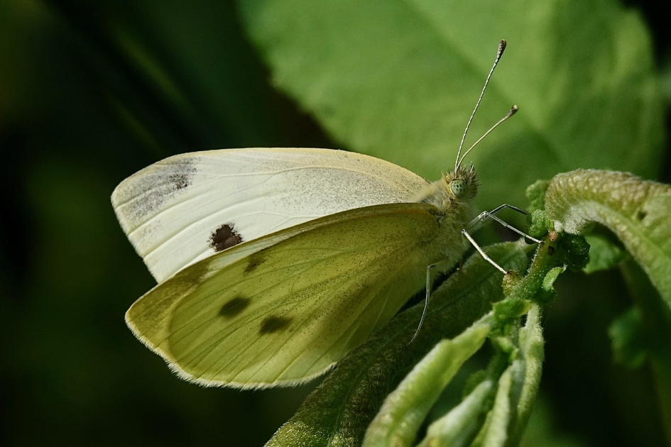 Door kijk witje - Geleedpotigen - Klein koolwitje