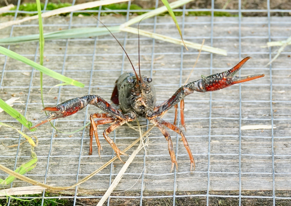 Dreiging op het vlonderpad - Geleedpotigen - Rivierkreeft
