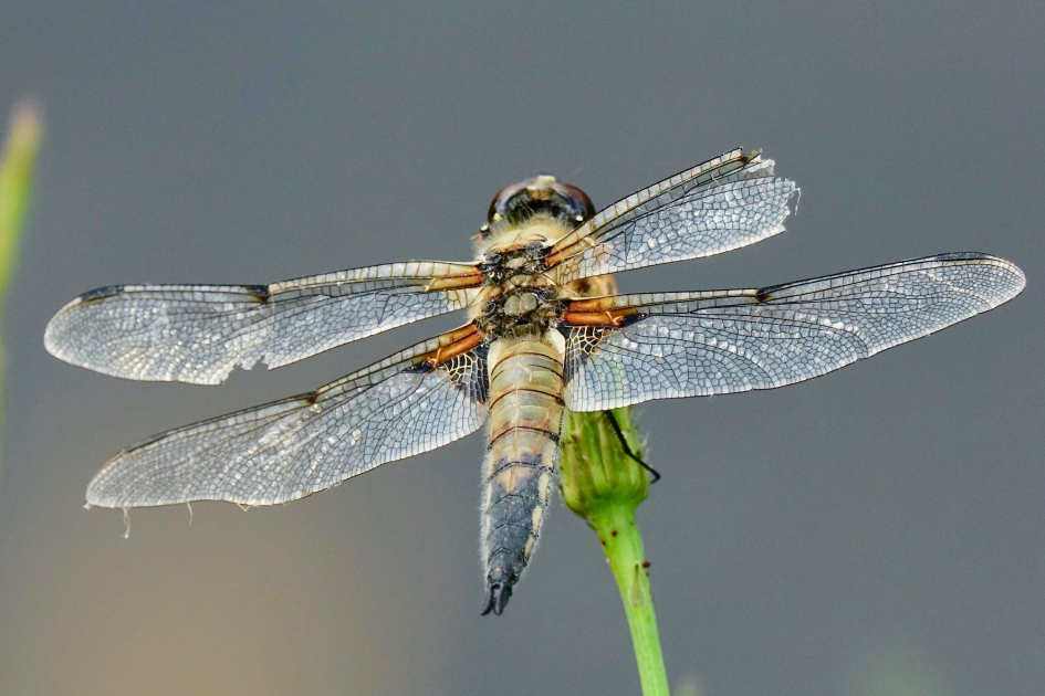 Drie (4-1) vlek - Geleedpotigen - Viervlek