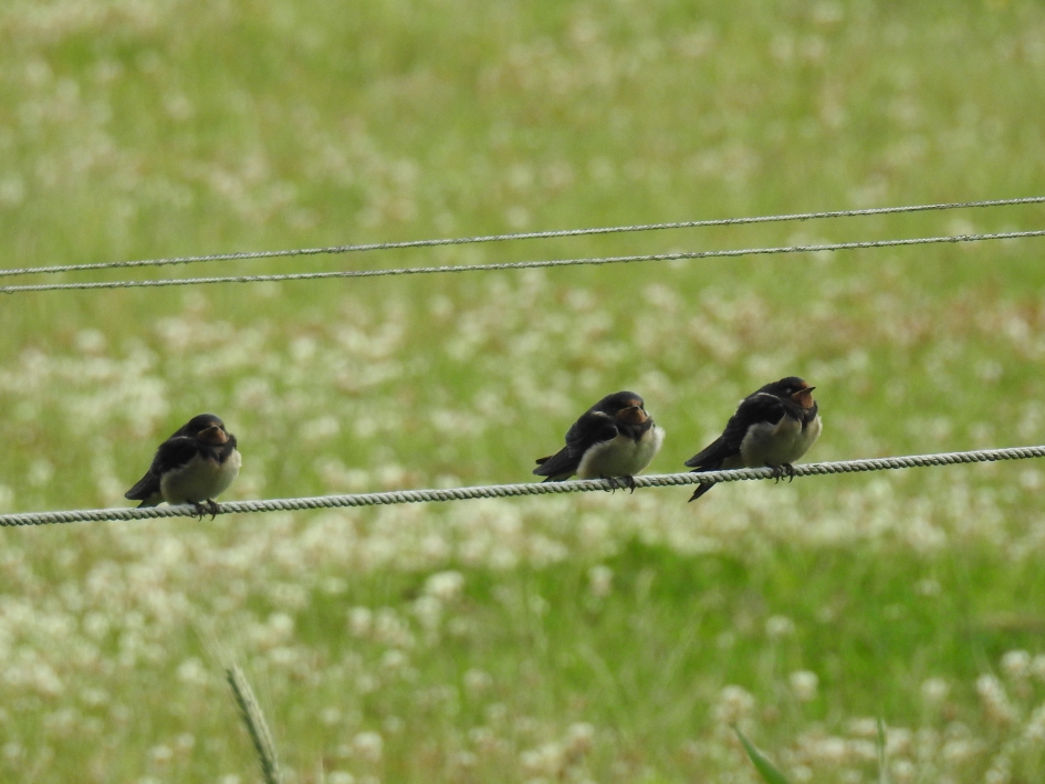 Drie op een rij - Vogels - Boerenzwaluw