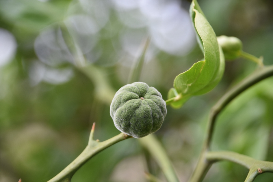 Driebladige citroen - Planten - 