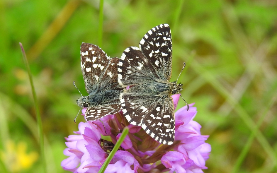 Dubbel - Geleedpotigen - Aardbeivlinder