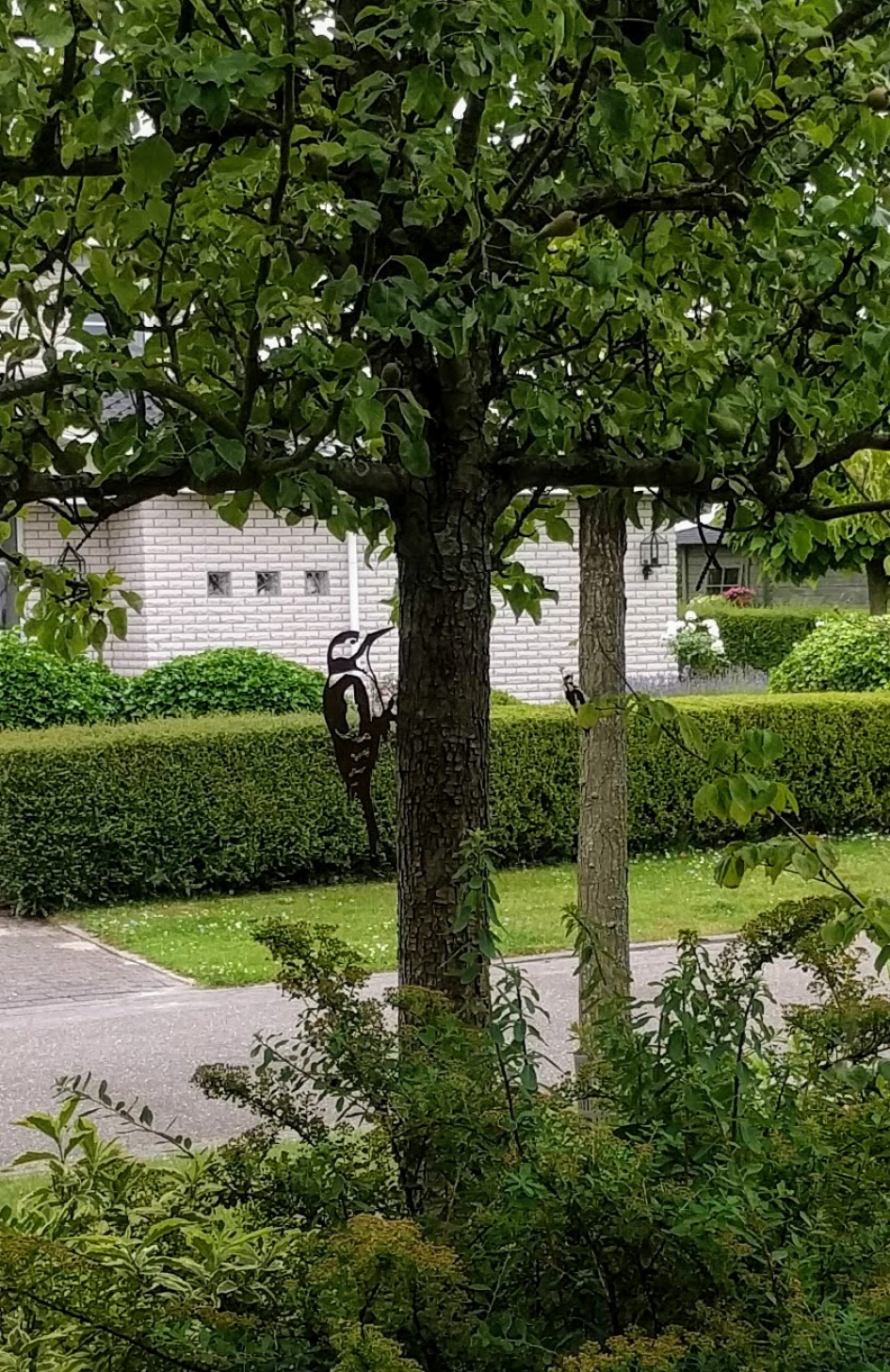 Dubbelspecht - Vogels - Bonte Specht