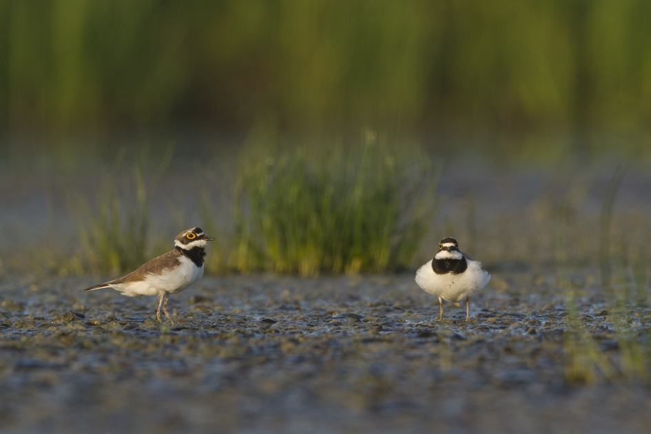 Dubieus ? - Vogels - Kleine Plevier