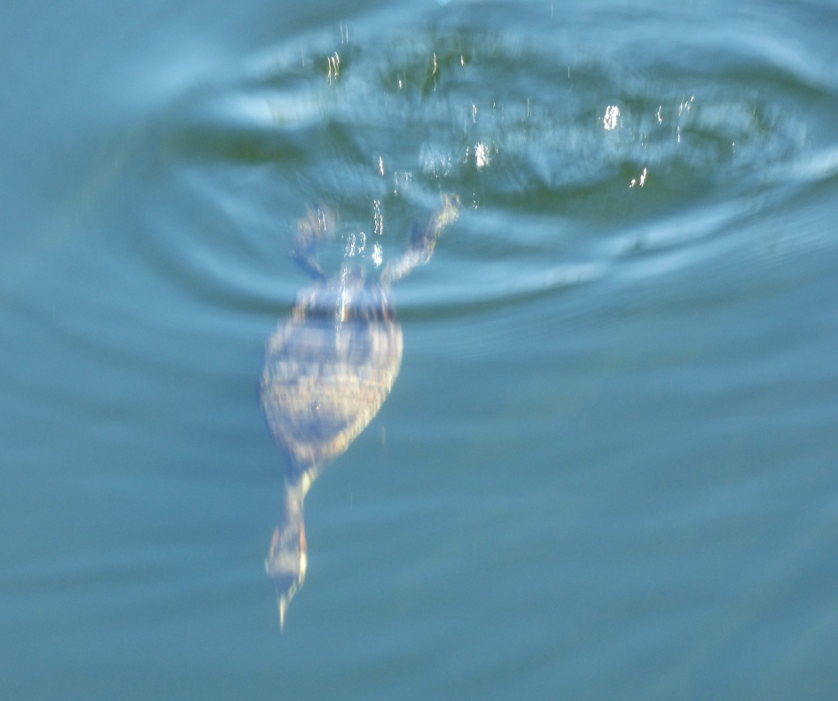 Duikende fuut - Vogels - 