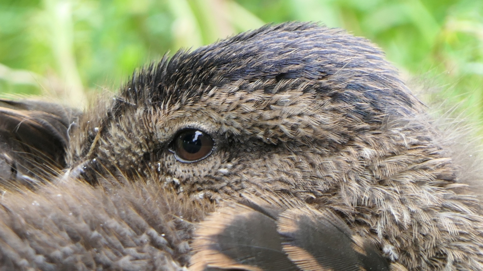 Een oogje in het zeil - Vogels - Wilde eend