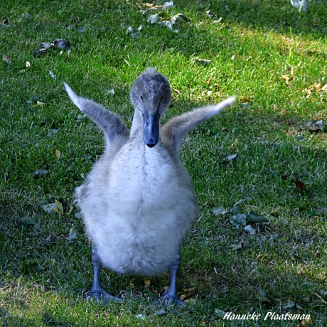 Eens kijken of mijn vleugels het al doen.