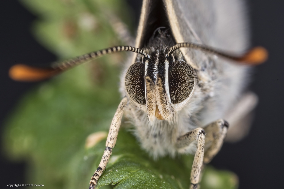 Eikenpage - Geleedpotigen - Eikenpage