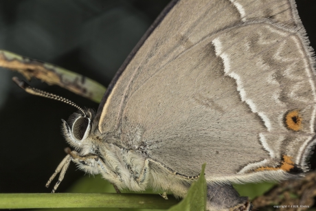 Eikenpage (Favonius quercus)