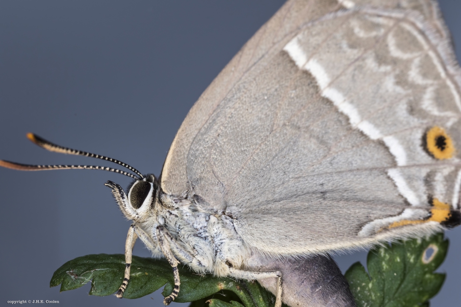 Eikenpage (favonius quercus) - Geleedpotigen - Eikenpage