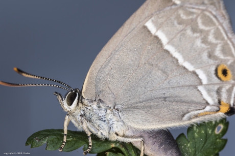 Eikenpage (favonius quercus)