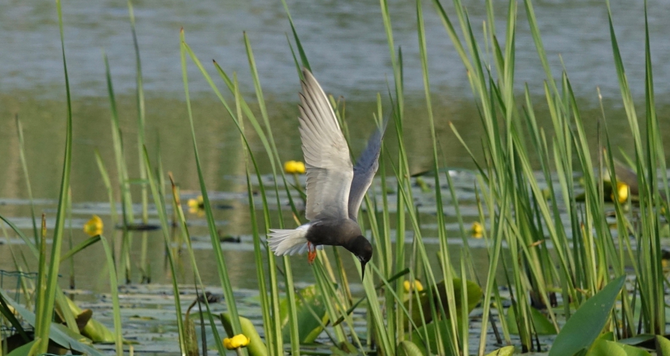 Elegantie - Vogels - Zwarte stern