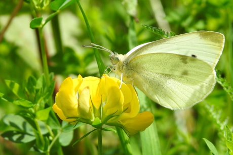Engeltje op rolklaver