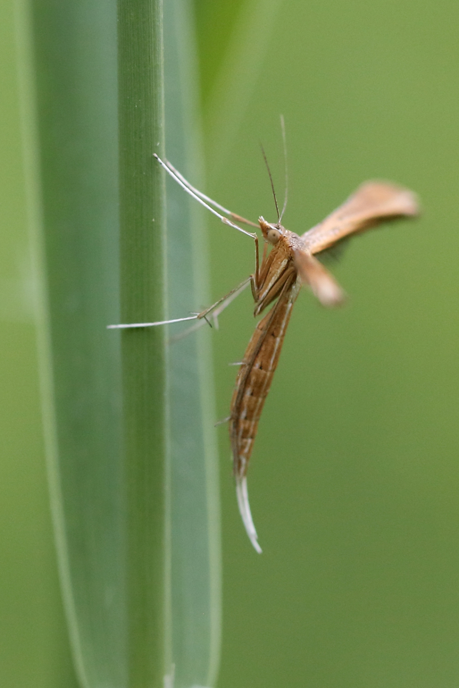 ereprijsvedermot - Geleedpotigen - 