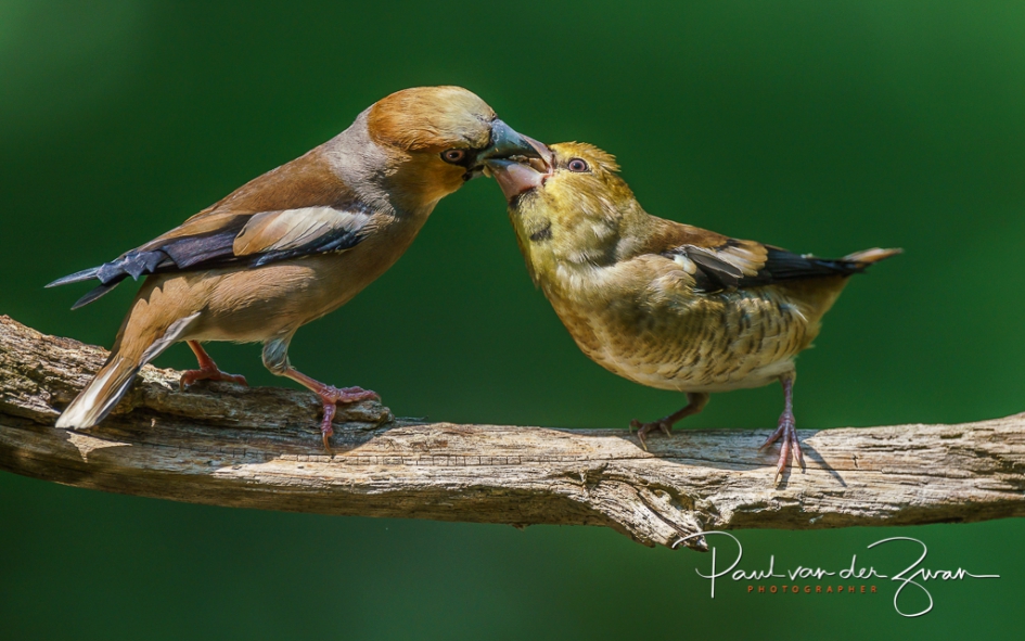 Etenstijd - Vogels - Appelvink
