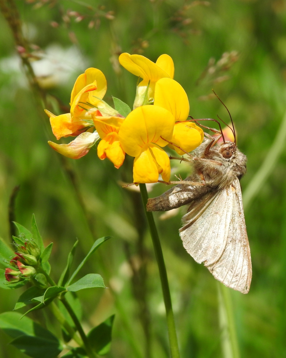 Even een uiltje knappen - Geleedpotigen - 