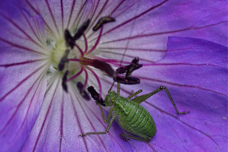 Even lekker snoepen! - Geleedpotigen - 