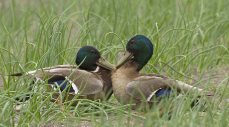 Even niet meer wild ...