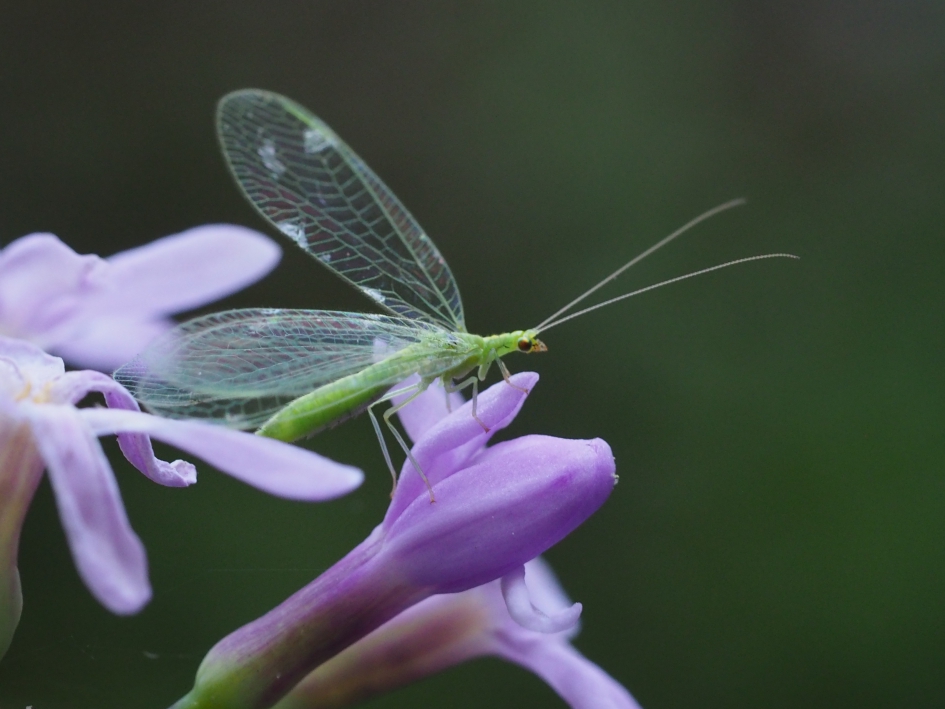 Filigrain - Geleedpotigen - Groene gaasvlieg