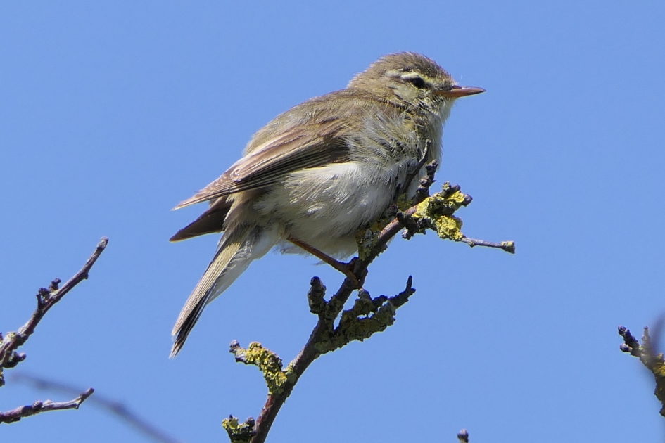 Fitis - Vogels - Fitis