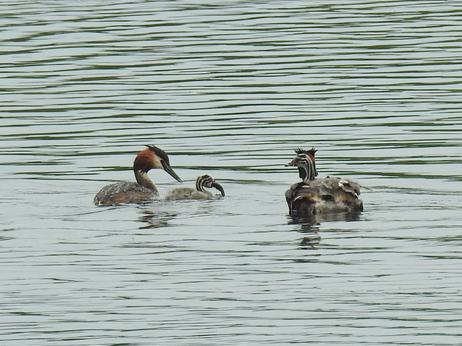 Futenjong heeft net een visje gekregen - Vogels - Fuut