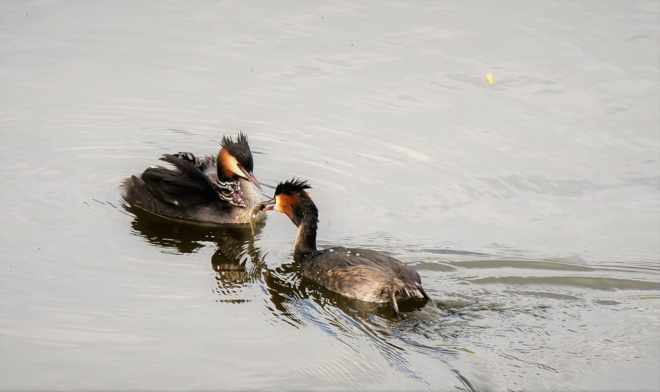 fuut met jongen wordt gevoerd - Vogels - Fuut