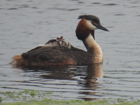 Fuut met kuiken op de rug