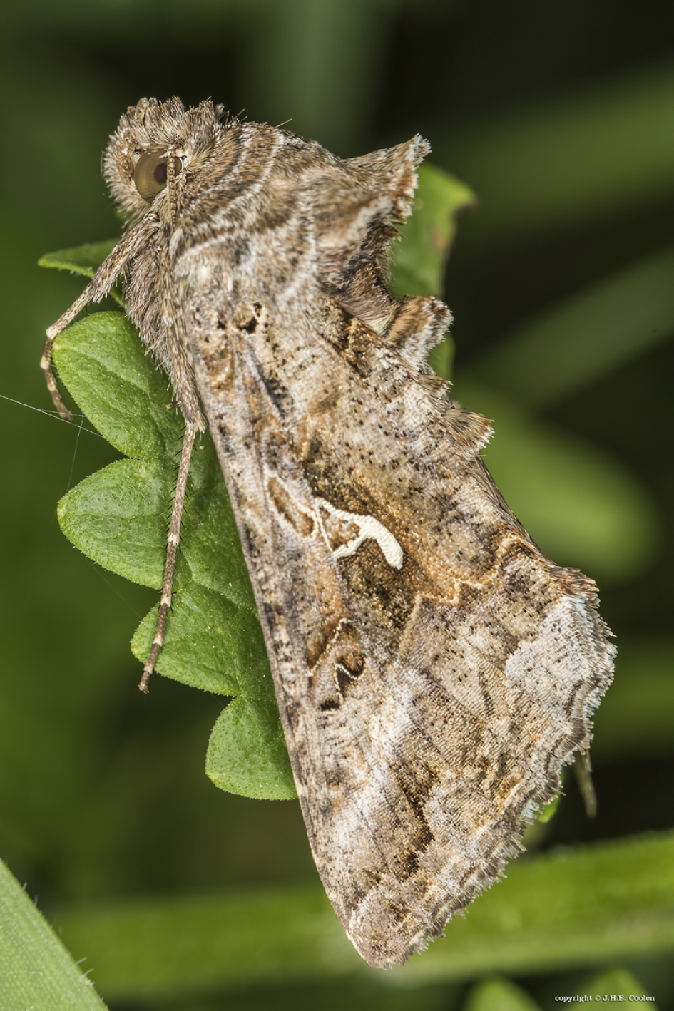 Gamma-uil (Autographa gamma) - Geleedpotigen - Gamma-uil