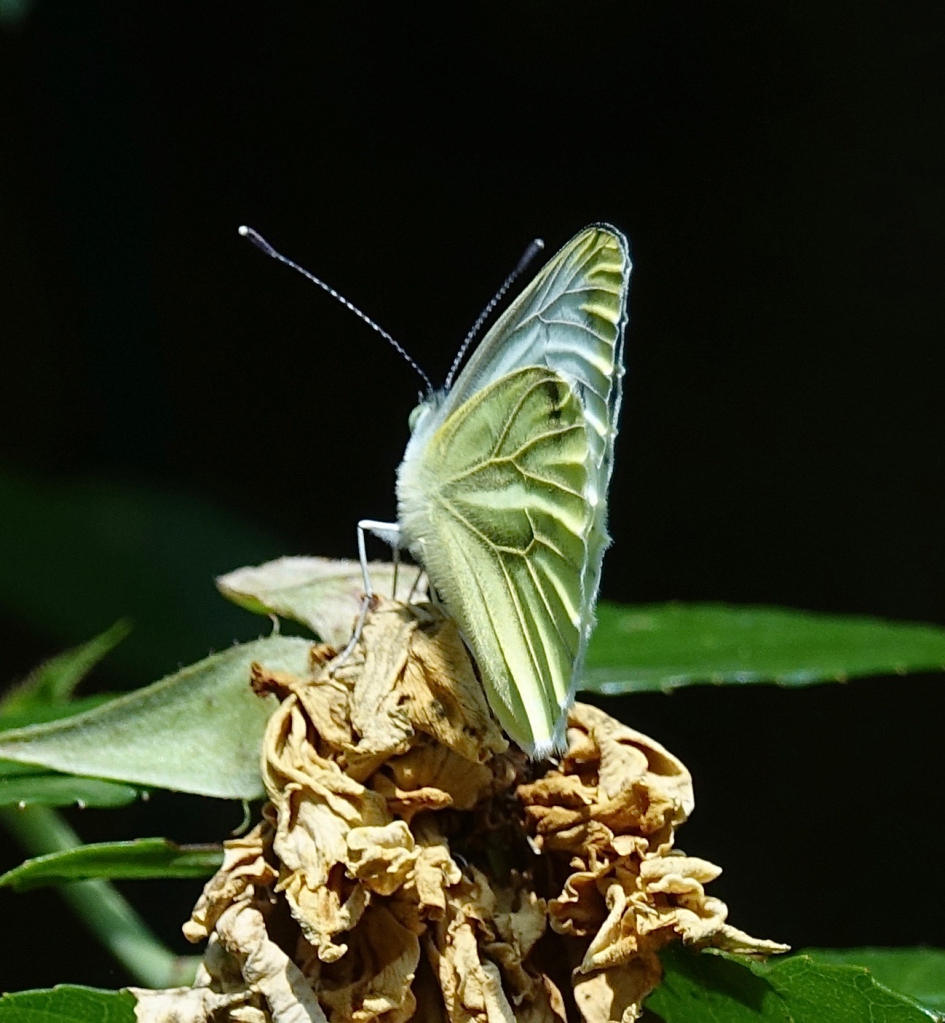 Geaderd - Geleedpotigen - Klein geaderd witje