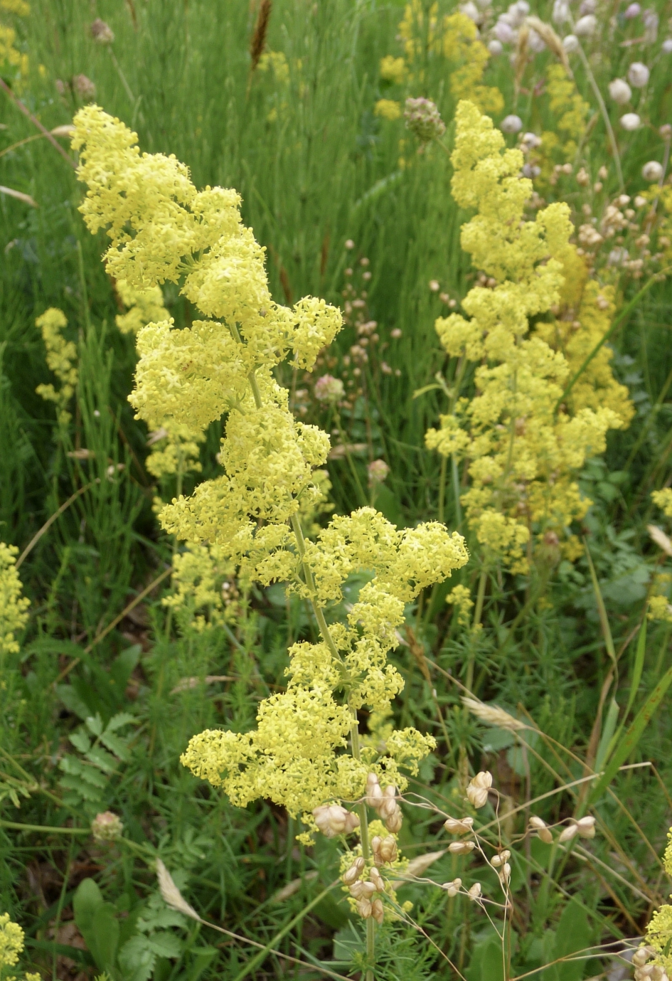 Geel walstro - Planten - 