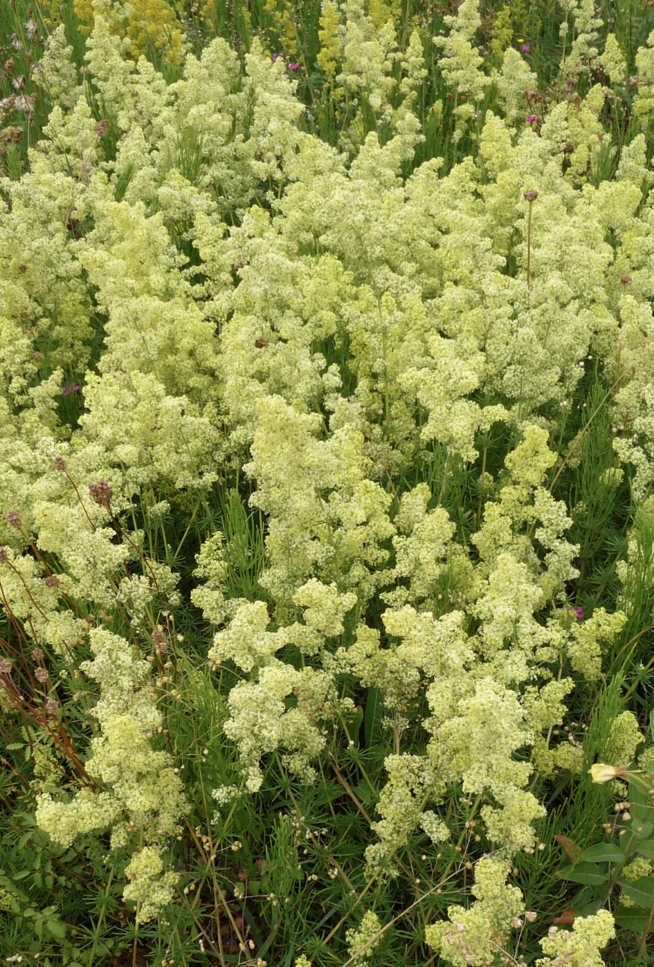 Geel walstro - Planten - 