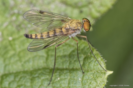 Geelpootschubsnipvlieg (Chrysopilus asiliformis)