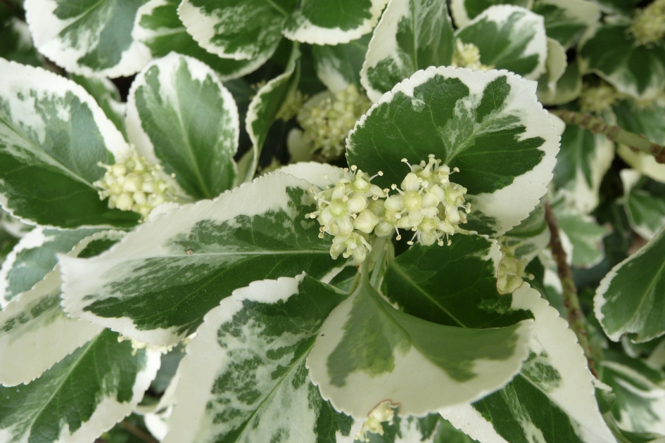 Euonymus fortunei 'Emerald Gaiety' - Planten - 