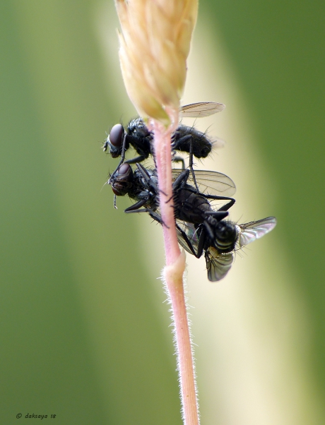 Geen twee, maar drie ...
