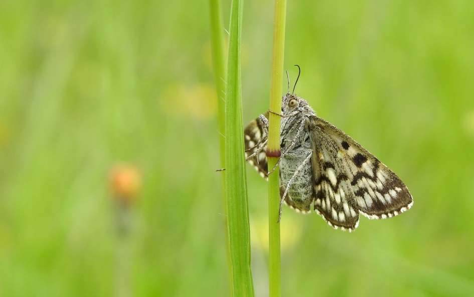 Gek op klaver - Geleedpotigen - Klaverspanner