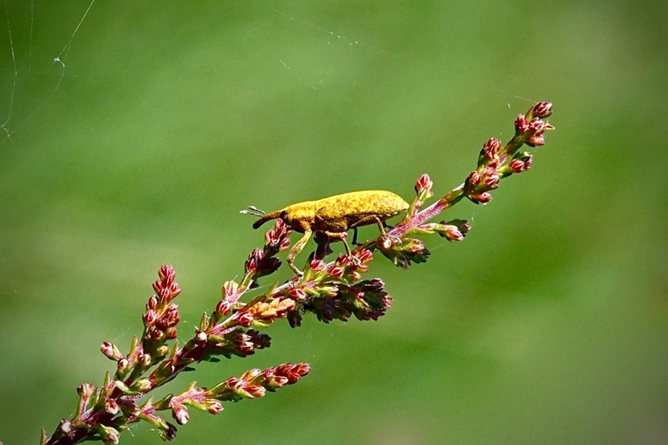 Gele snuitkever - Geleedpotigen - Gele snuitkever