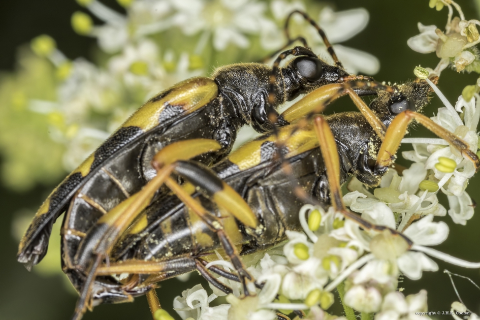 Geringelde smalboktor - Geleedpotigen - Geringelde smalboktor