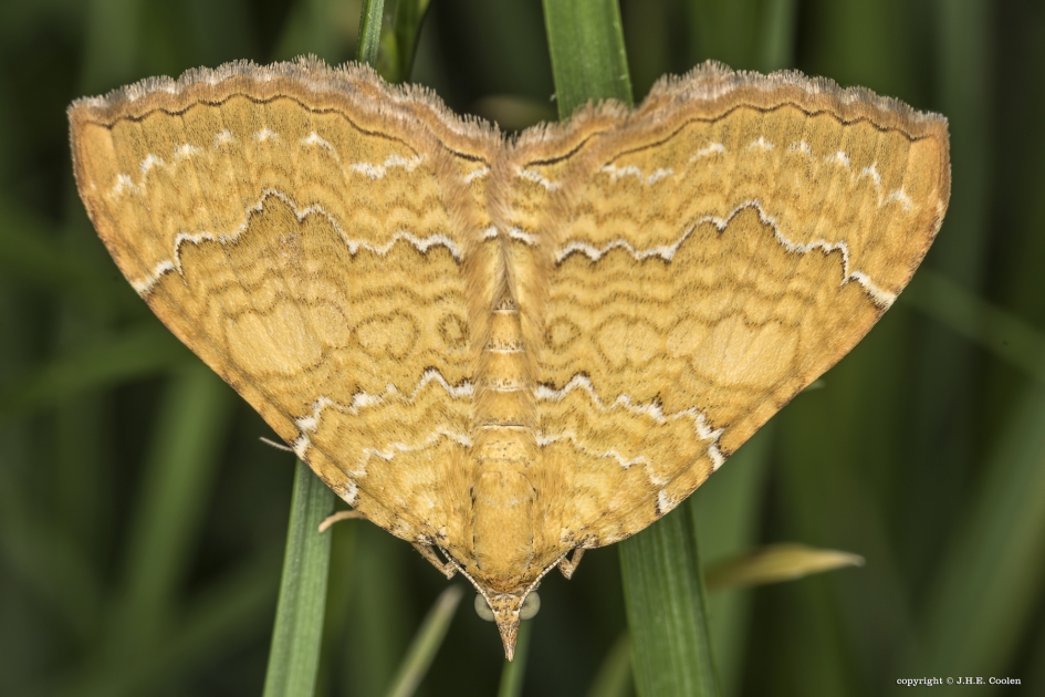 Gestreepte goudspanner(Camptogramma bilineata) - Geleedpotigen - Gestreepte goudspanner