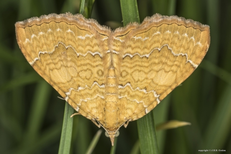 Gestreepte goudspanner(Camptogramma bilineata)
