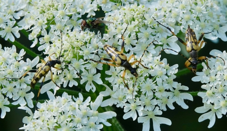Gevlekte smalboktorren