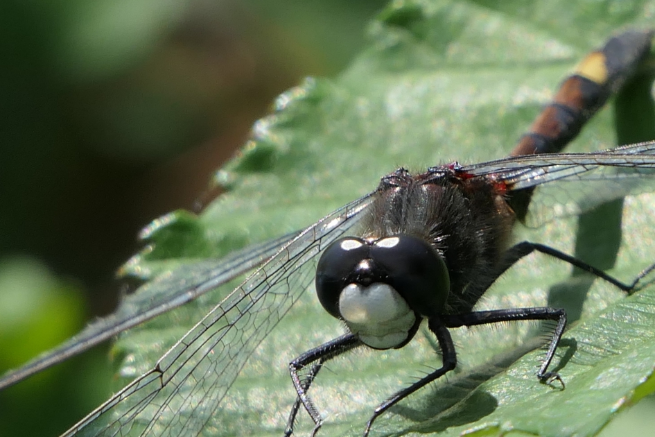 Gevlekte witsnuitlibelle - Geleedpotigen - Gevlekte witsnuitlibelle