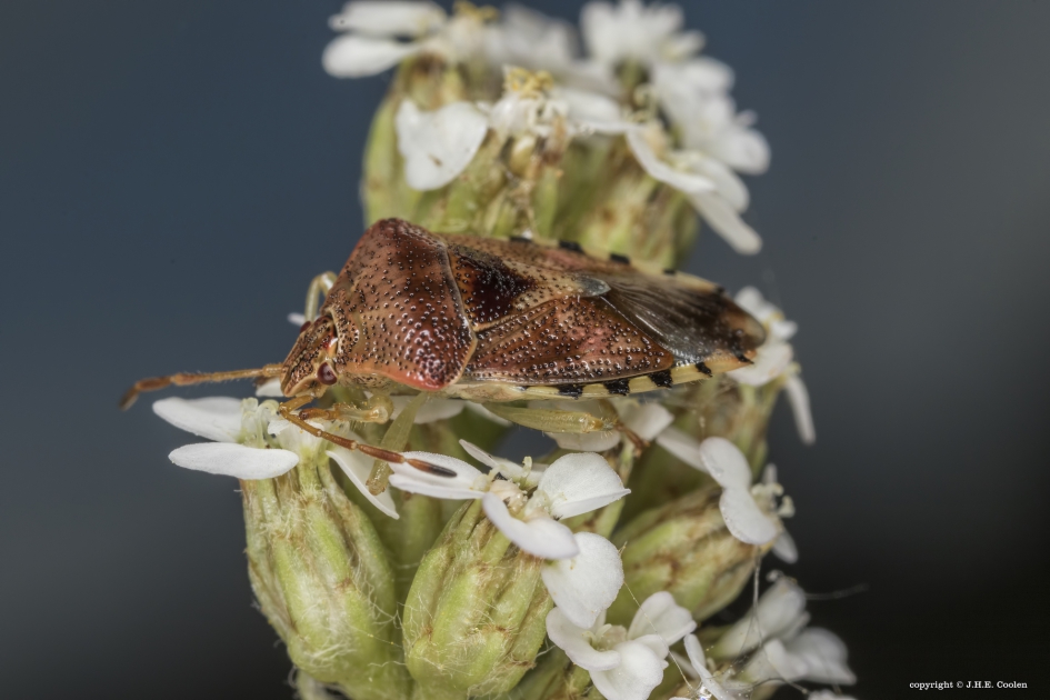 Gewone kielwants (Elasmucha grisea) - Geleedpotigen - Gewone kielwants