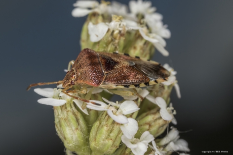 Gewone kielwants (Elasmucha grisea)