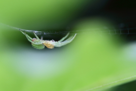 gewone komkommerspin