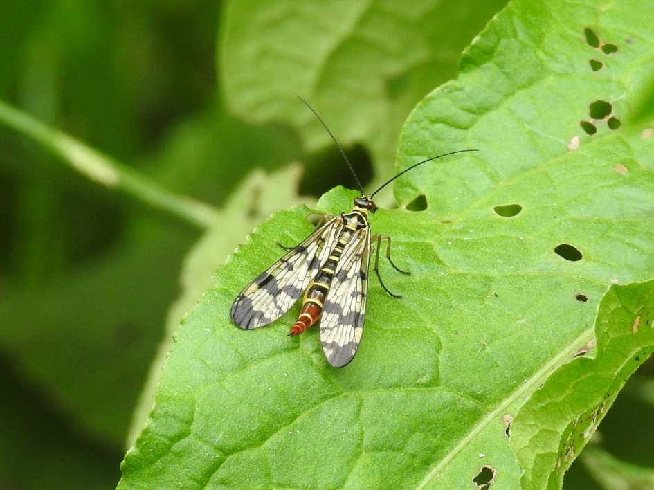 Gewone schorpioenvlieg - Geleedpotigen - Gewone schorpioenvlieg